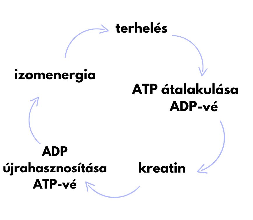 jak-funguje-kreatin-HU